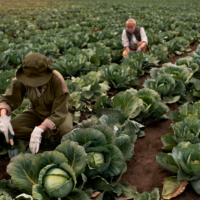 agricultores-trabajando